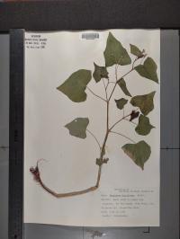Fagopyrum esculentum image