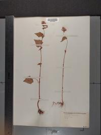 Fagopyrum esculentum image