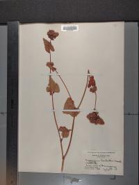 Fagopyrum esculentum image