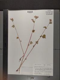 Fagopyrum esculentum image
