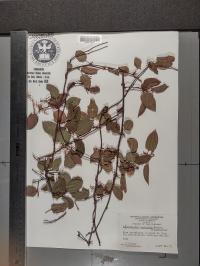 Media resource of Muehlenbeckia australis