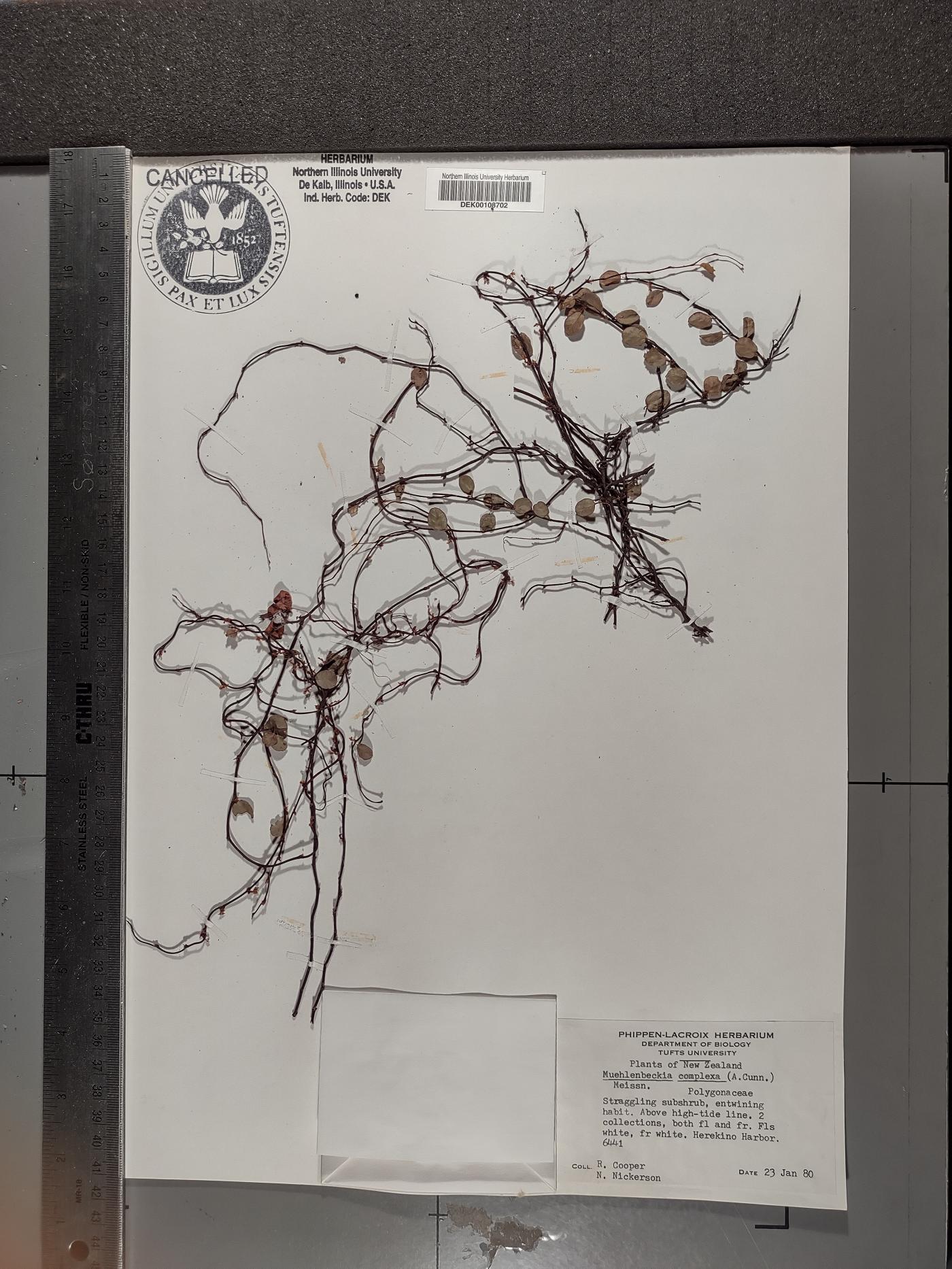 Muehlenbeckia complexa image