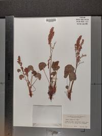 Oxyria digyna image
