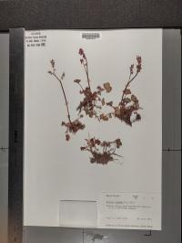 Oxyria digyna image