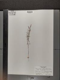 Polygonum articulatum image