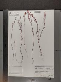 Polygonum articulatum image