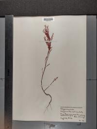 Polygonum articulatum image
