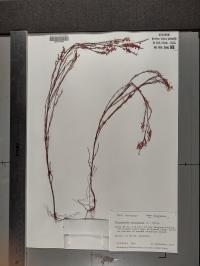 Polygonum articulatum image