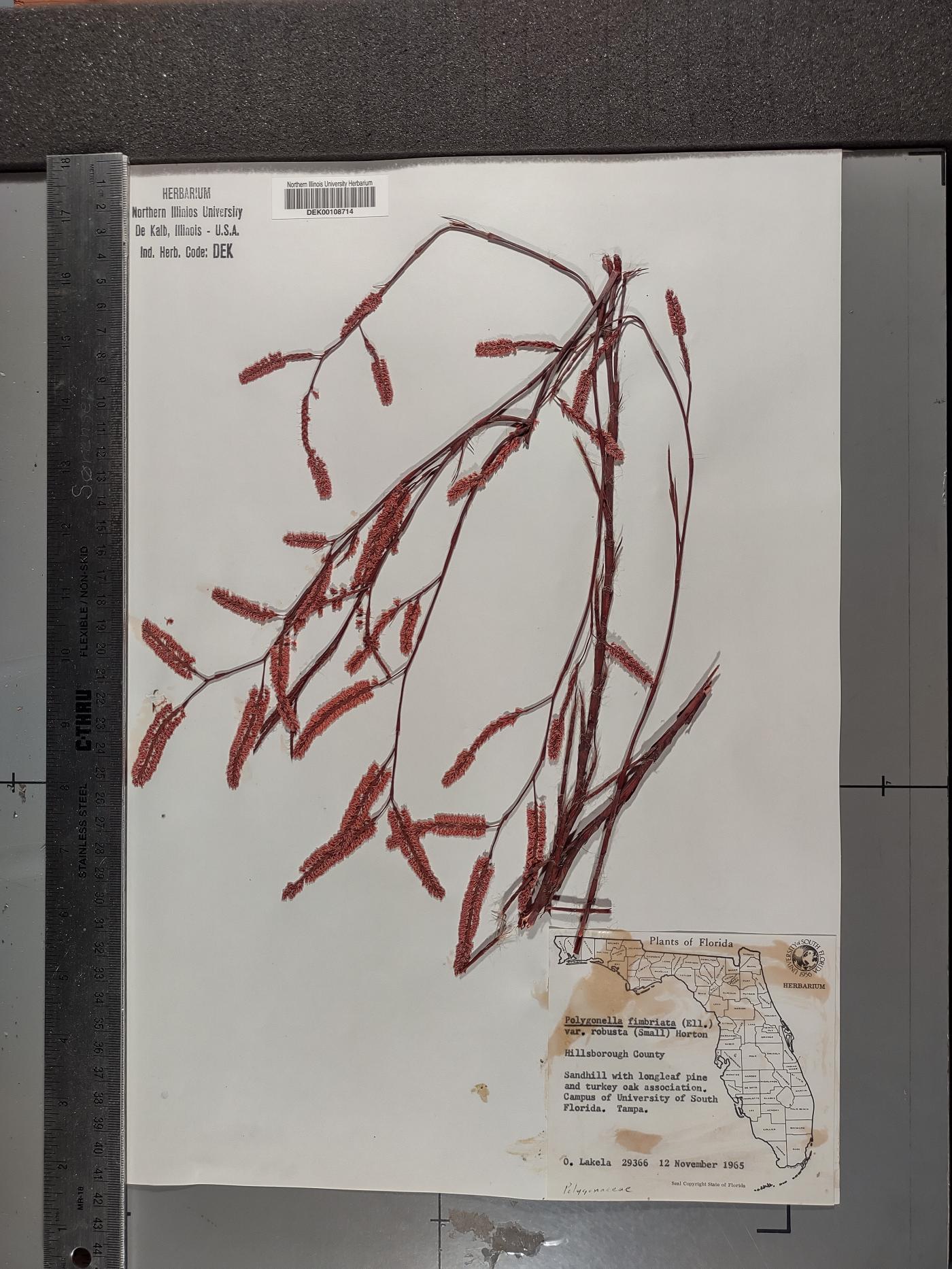 Polygonum nesomii image