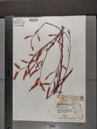 Polygonum nesomii image
