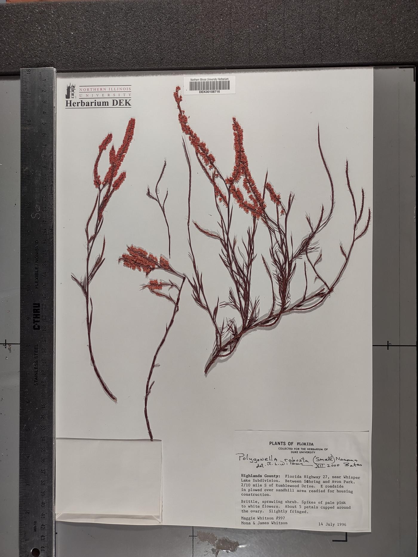 Polygonum nesomii image