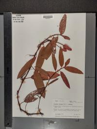 Persicaria amphibia image