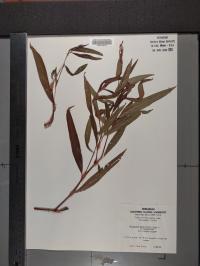 Persicaria hydropiperoides image