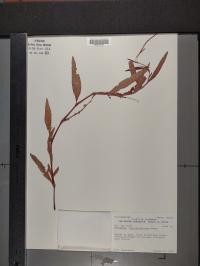 Persicaria hydropiperoides image