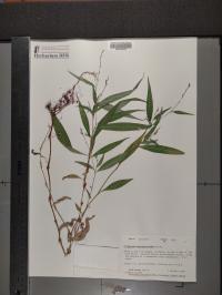 Persicaria hydropiperoides image