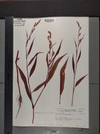 Persicaria lapathifolia image