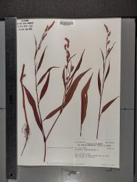 Persicaria lapathifolia image