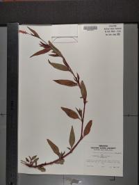 Persicaria lapathifolia image