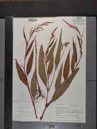 Persicaria lapathifolia image