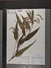 Persicaria lapathifolia image