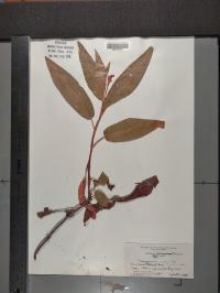 Persicaria lapathifolia image