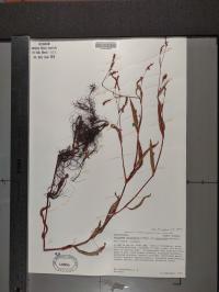 Persicaria hydropiperoides image