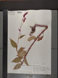 Persicaria orientalis image