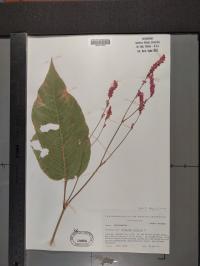Persicaria orientalis image