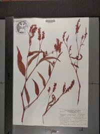 Persicaria pensylvanica image