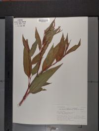 Persicaria pensylvanica image
