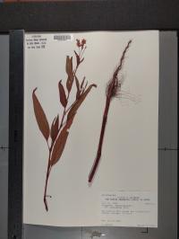 Persicaria pensylvanica image
