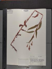 Persicaria pensylvanica image
