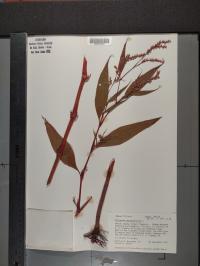 Persicaria pensylvanica image