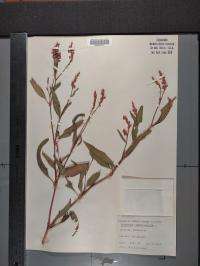 Persicaria pensylvanica image
