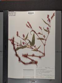 Persicaria pensylvanica image