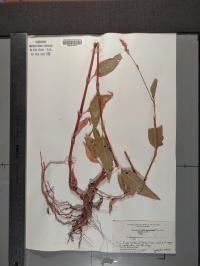 Persicaria pensylvanica image