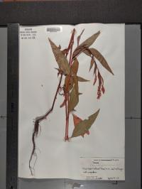 Persicaria pensylvanica image
