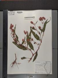 Persicaria pensylvanica image