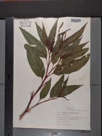 Persicaria pensylvanica image