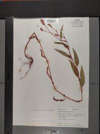 Persicaria pensylvanica image