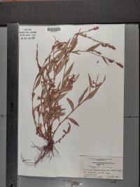 Persicaria maculosa image