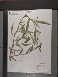 Persicaria maculosa image