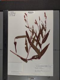 Persicaria maculosa image