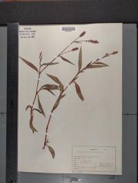 Persicaria maculosa image