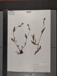 Persicaria maculosa image