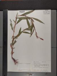 Persicaria maculosa image