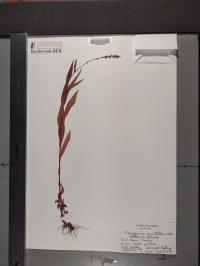 Persicaria punctata image