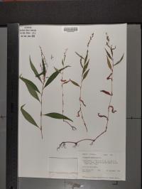 Persicaria punctata image