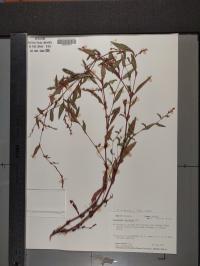Persicaria punctata image