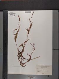 Persicaria punctata image